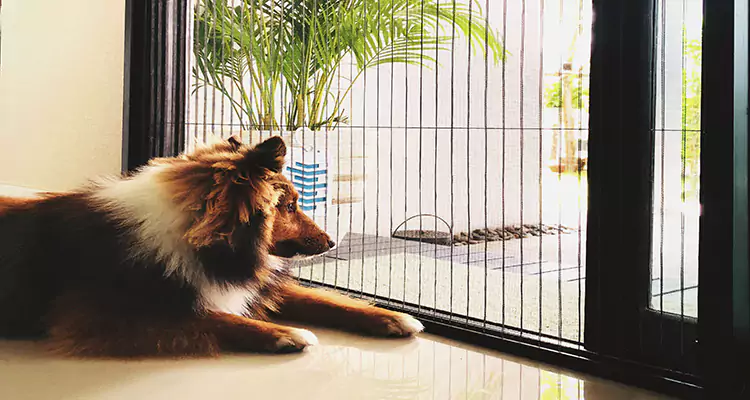 Sliding Screen Pet Door Repair in Martinez, CA