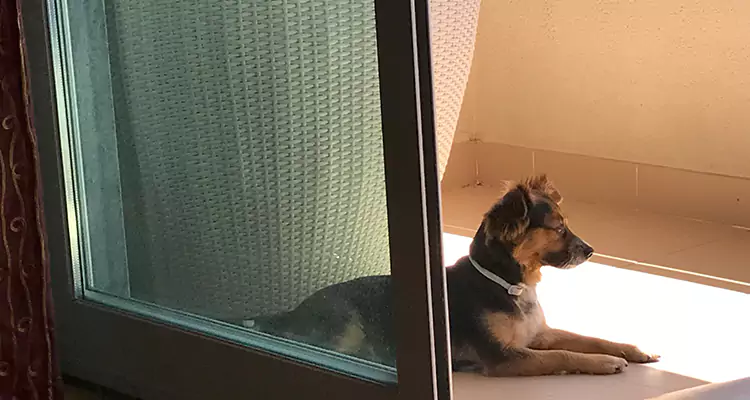 French Door Pet Screen Repair in Martinez, CA